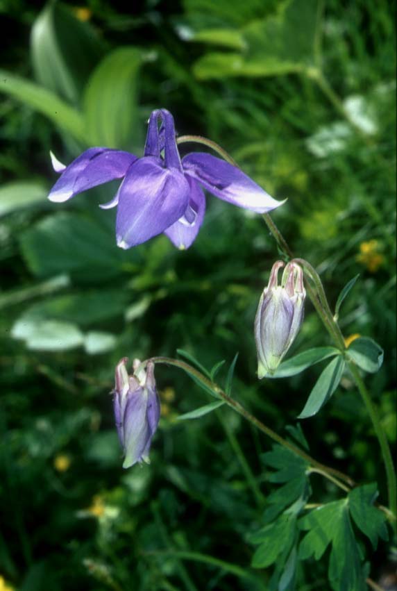 Aquilegia alpina / Aquilegia maggiore